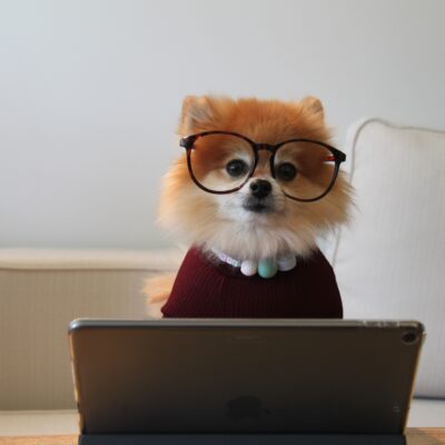 dog with glasses working on a laptop